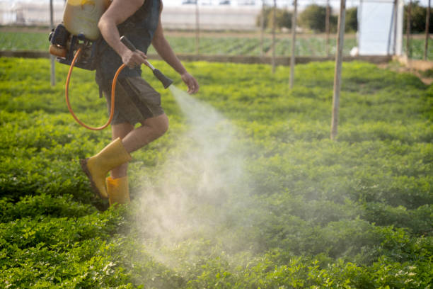 Best Local Pest Control Services  in Remsenburg Speonk, NY