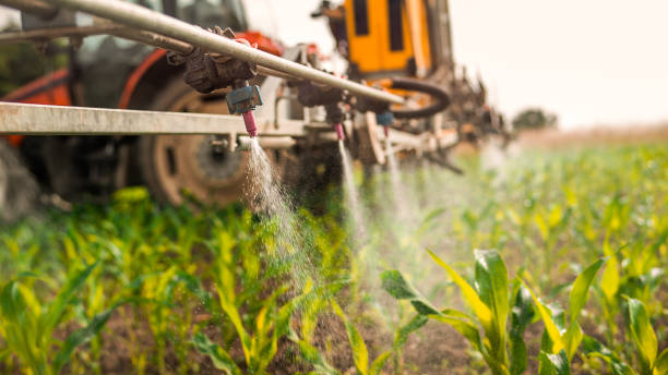 Best Ant Control Services  in Remsenburg Speonk, NY